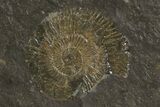 Dactylioceras Ammonite Plate - Posidonia Shale, Germany #79313-2